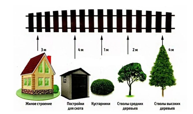 Высокие деревья, растущие близко к границе двух земельных участков.