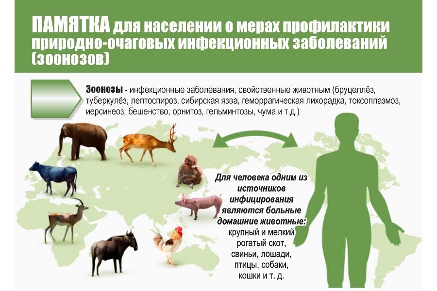 Зооантропонозные заразные заболевания.