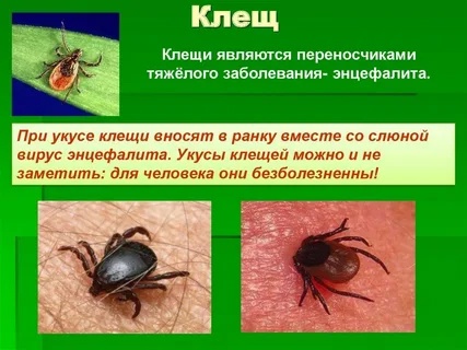Пора сделать прививку от клещевого энцефалита!.