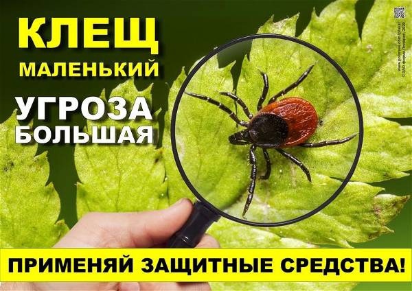 Внимание! Высокая активность клещей!.