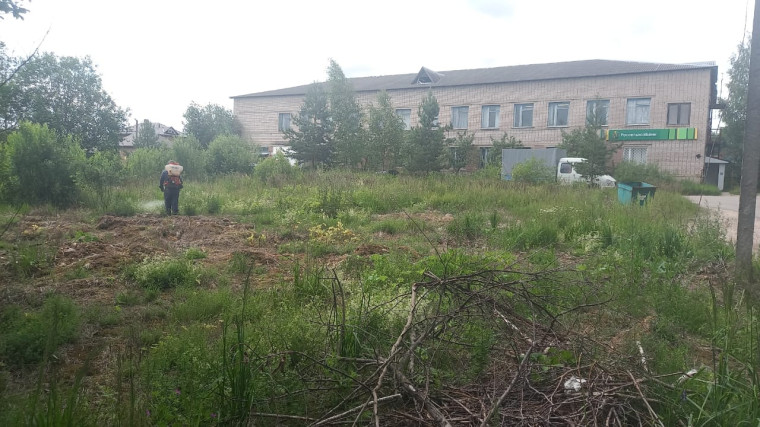 Второй этап обработки борщевика Сосновского. Второй этап обработки борщевика Сосновского.